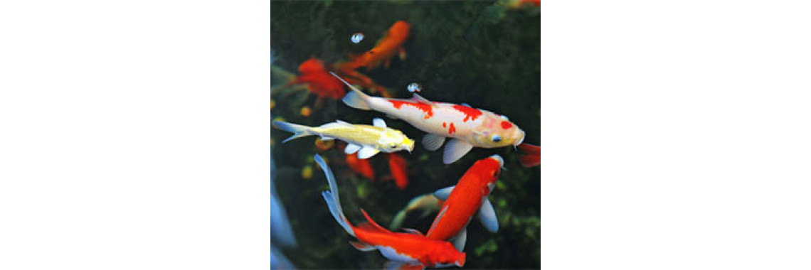Lets Add Some Ornamental Fish To Our Aquarium