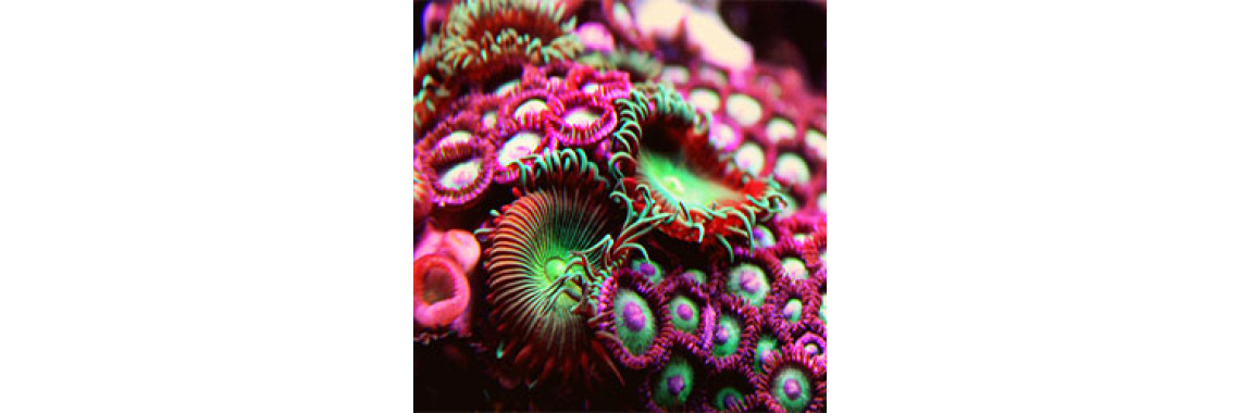 Lighting Your Coral