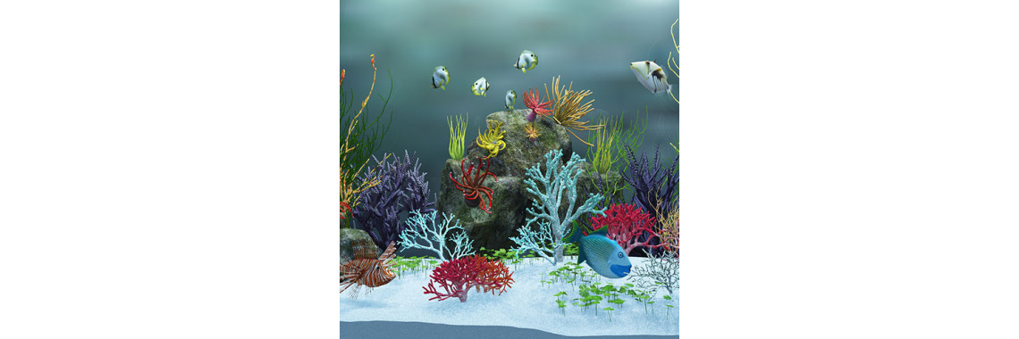 The Difference Between Freshwater And Saltwater Aquariums