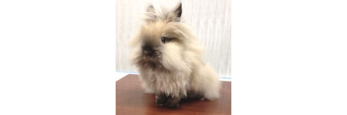 Want To Have A Lion Head Bunny?