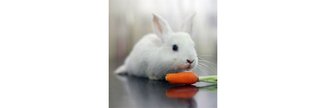 Bunny's Diet: Is Your Bunny Eating Right?