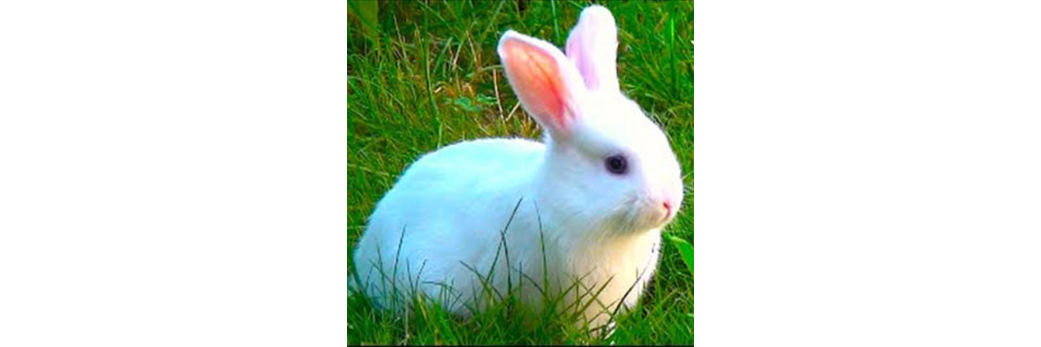 Gastrointestinal Stasis: It Is Dangerous For Your Bunny