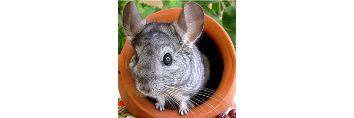 All About Your New Pet - Chinchilla!