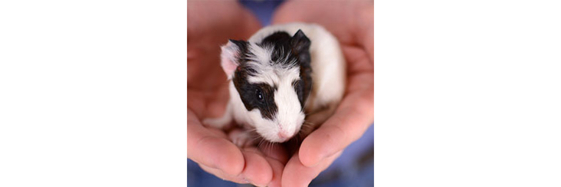 How To Raise A Healthy Baby Guinea Pig ...