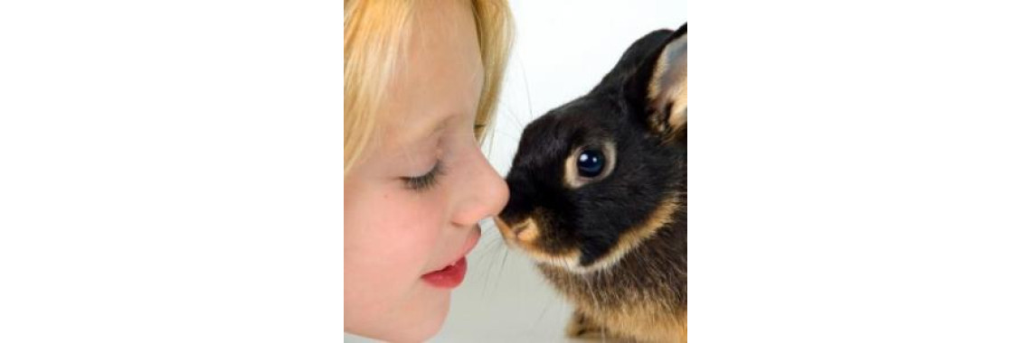 Deciding on Your New Family Pet