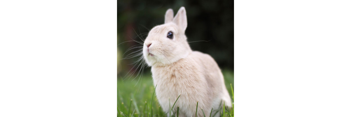 Bad Rabbit Behavior - Some Common Rabbit Problems Addressed.