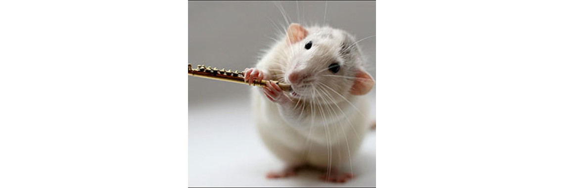Rodents That Make Good Pets