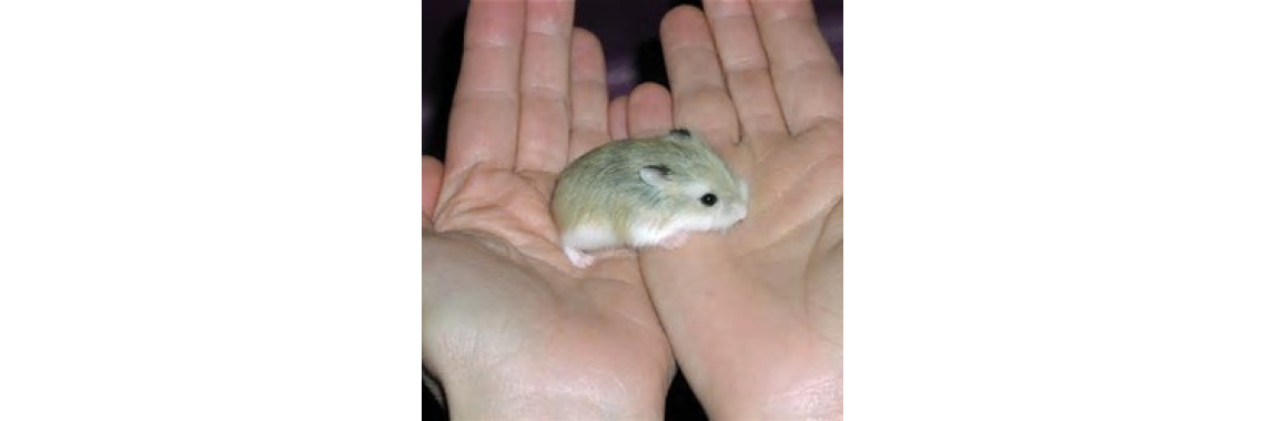 This Is How To Lift Up Your Baby Hamster..