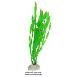 Echinodours Ozelot Green Plant Small